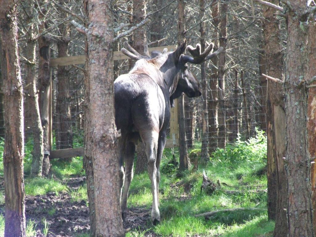 Skalleruds Gard Åsensbruk Kültér fotó